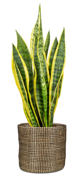 Scheurich Seagrass 15, Korbgefäß/Korb-Pflanzgefäß/Korbtopf  aus Seagrass Farbe: Black, 15 cm Durchmesser, 13 cm hoch, 2,1 l Vol.