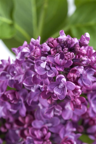 Syringa vulgaris, Flieder, lila, 80–100 cm