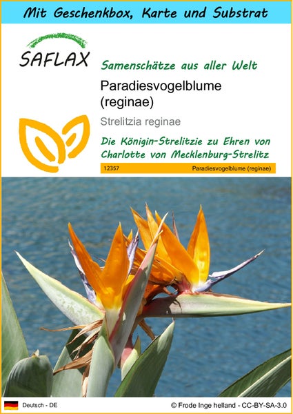 SAFLAX Geschenk Set - Paradiesvogelblume (reginae) - Strelitzia reginae - 5 Samen - Mit Geschenkbox, Versandaufkleber, Geschenkkarte und Anzuchtsubstrat