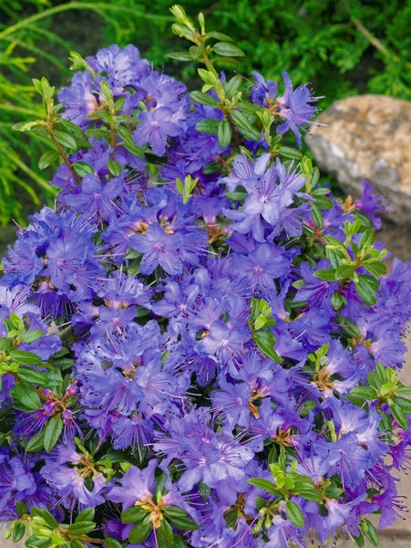 Rhododendron impeditum 'Saint Merryn', kompakt, lila, 20–25 cm