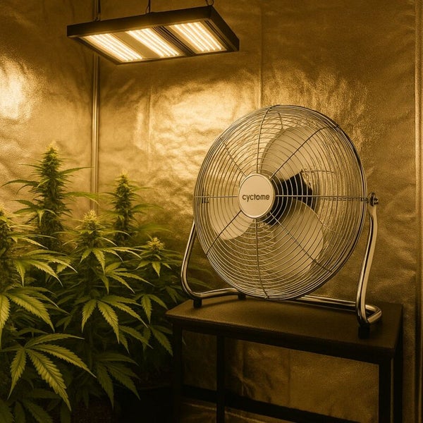 Indoor-Growroom mit reflektierenden Wänden, Pflanzen, einer LED-Pflanzenlampe und einem Cyclone Bodenventilator auf einem Tisch.