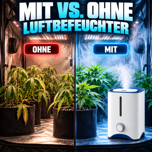 Vergleichsbild einer Pflanzenanzuchtkammer mit und ohne Luftbefeuchter für die Pflanzenzucht.