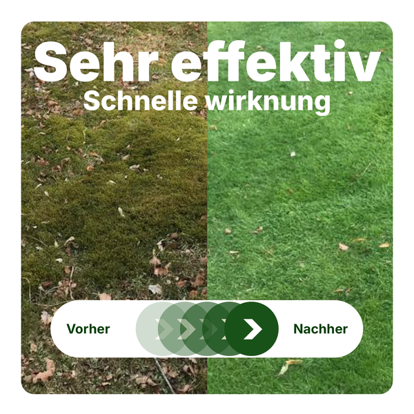 Vorher-Nachher-Vergleich einer Rasenfläche zeigt die Wirkung von Rasendünger oder Moosvernichter. Links vermooster Rasen, rechts grüner Rasen.