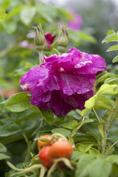 Eine blühende Kartoffelrose mit Wassertropfen auf den Blütenblättern, umgeben von grünen Blättern und Hagebutten an einem Strauch.