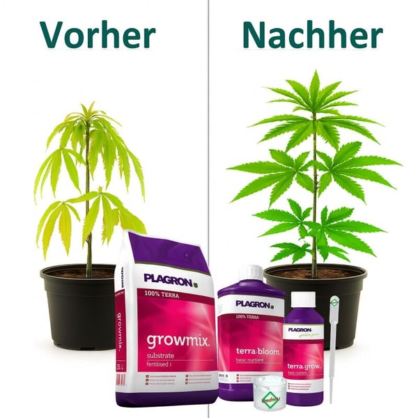Vorher-Nachher-Vergleich des Pflanzenwachstums mit Plagron Growmix Substrat sowie Terra Bloom und Terra Grow Dünger.