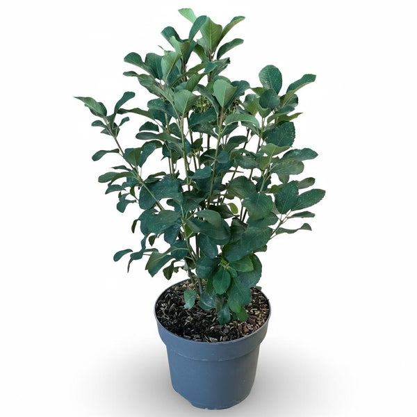 Eine Felsenbirne als Jungpflanze im Kunststofftopf.