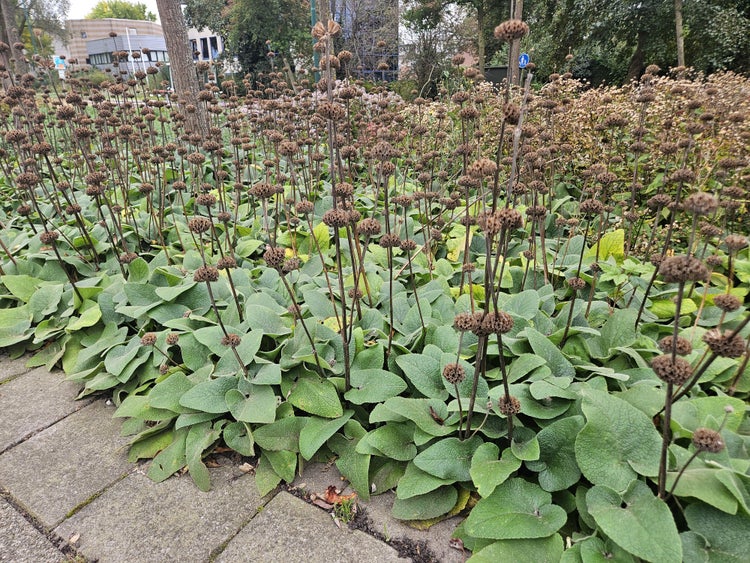 Brandkraut Phlomis mit großen grünen Blättern und hohen Stielen mit braunen kugeligen Samenständen in einem Gartenbeet an einem Steinweg.