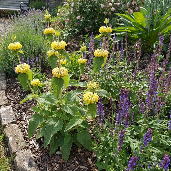 Gartenbeet mit Brandkraut Phlomis russeliana und lila Steppensalbei in einem mit Rindenmulch bedeckten Beet mit Natursteineinfassung.