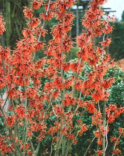 Hamamelis intermedia 'Ruby Glow', Zaubernuss, rot, 60–80 cm