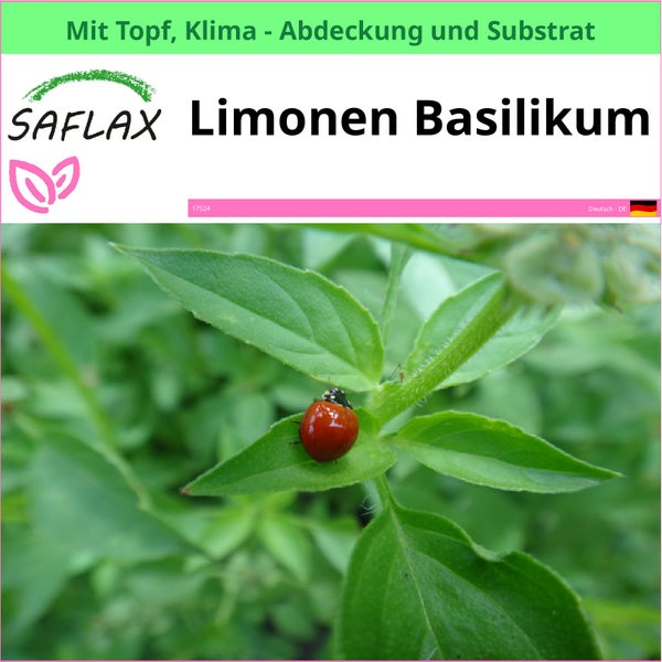Zitronenbasilikum von Saflax im Topf mit Klimaabdeckung und Substrat