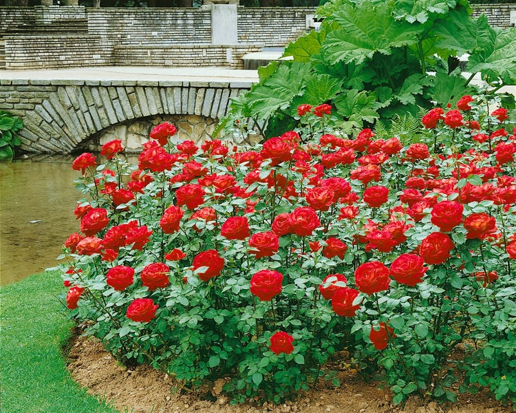 Beet mit roten Rosen vor einer Steinbrücke in einem Garten