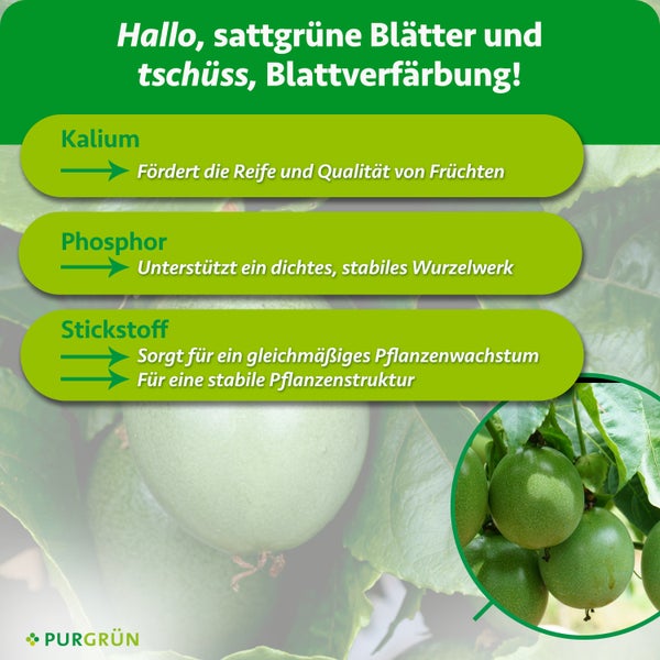 Infografik zeigt die Wirkweise von Kalium, Phosphor und Stickstoff als Pflanzennährstoffe für ein gesundes Wachstum und Ertrag von Früchten.
