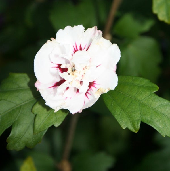 Blüte der Heckenrose mit Blättern
