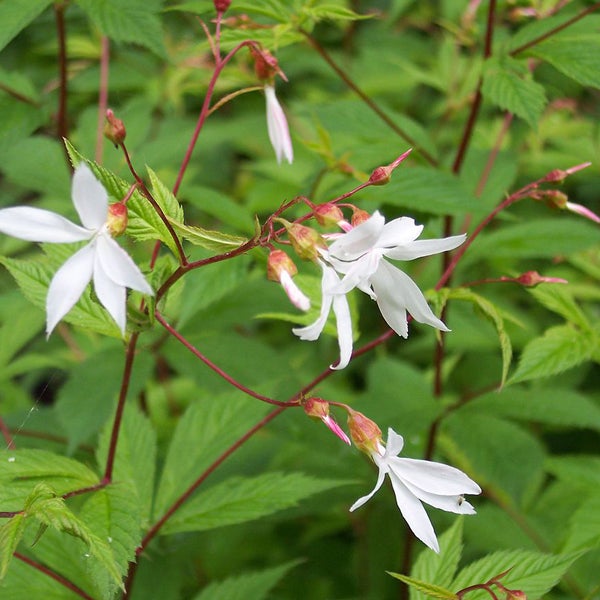 Nahaufnahme einer Elfenblume mit weißen Blüten und grünen Blättern.