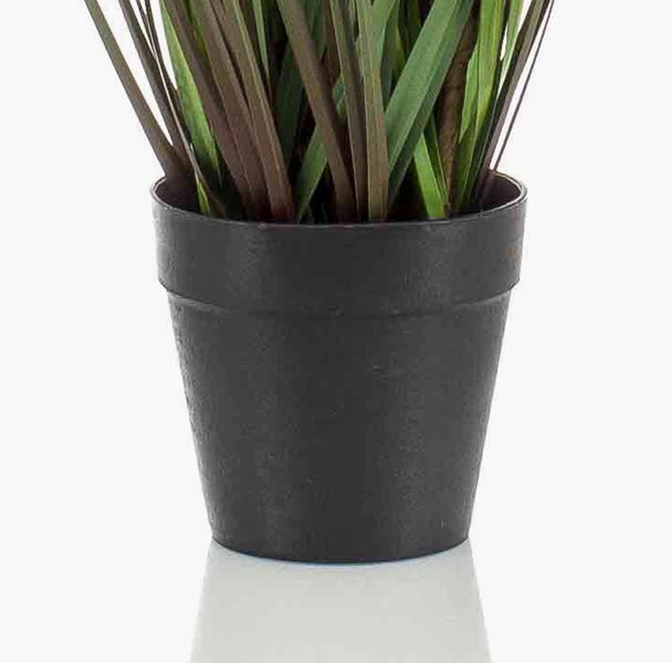 Nahaufnahme einer Zimmerpflanze mit runden, grünen Blättern.