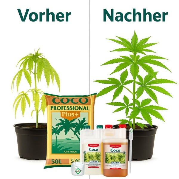 Vorher-Nachher-Vergleich des Pflanzenwachstums mit CANNA Coco Professional Plus Pflanzmedium und Düngemitteln.