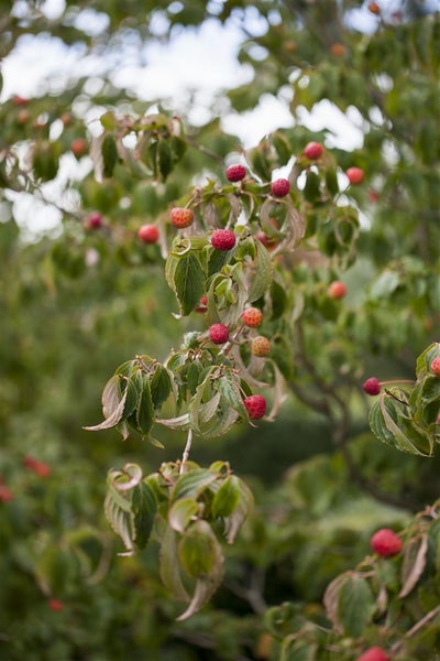 Cornus kousa, Japanischer Blumen-Hartriegel, 100–125 cm