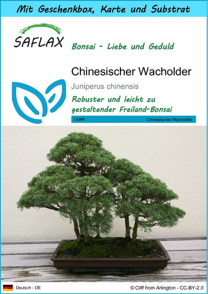 SAFLAX Geschenk Set - Chinesischer Wacholder - Juniperus chinensis - 30 Samen - Mit Geschenkbox, Versandaufkleber, Geschenkkarte und Anzuchtsubstrat