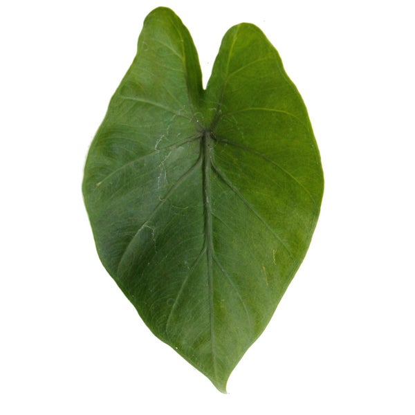 Alocasia Black Cobra - Schwarze Kobra - Elefantenohr - Pfeilblatt - 14cm Topf