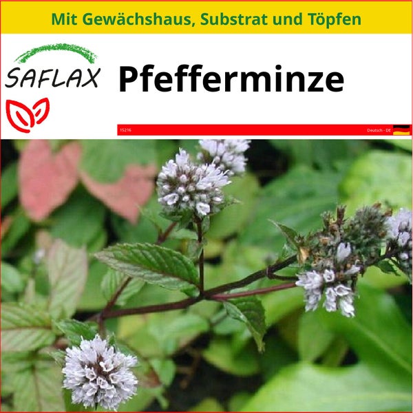 SAFLAX Anzucht Set - Pfefferminze - Mentha piperita - 300 Samen - Mit Mini-Gewächshaus, Anzuchtsubstrat und 2 Töpfen