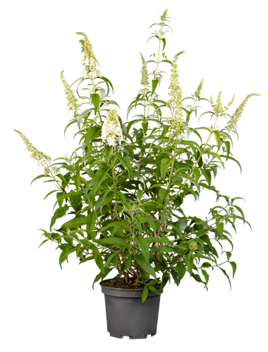 Schmetterlingsflieder im Topf mit weißen Blüten und grünen Blättern.