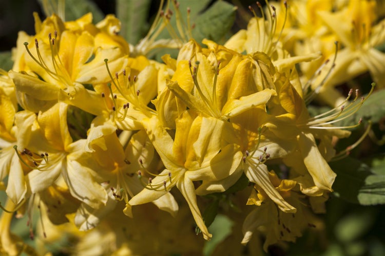 Rhododendron luteum, Gelber Azalee, duftend, 40–50 cm