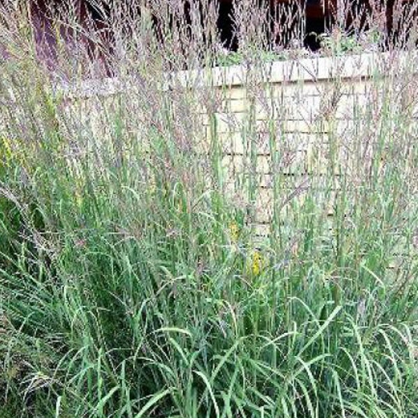 Hohes Ziergras im Garten.