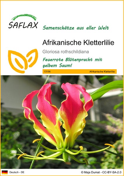 SAFLAX  - Afrikanische Kletterlilie - Gloriosa rothschildiana - 15 Samen