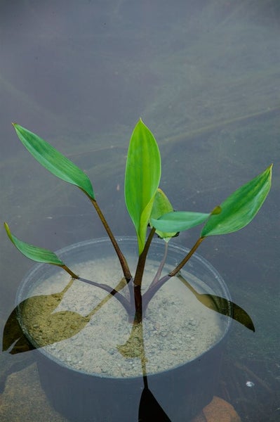 Orontium aquaticum, Goldkolben, ca. 9x9 cm Topf, dekorativ