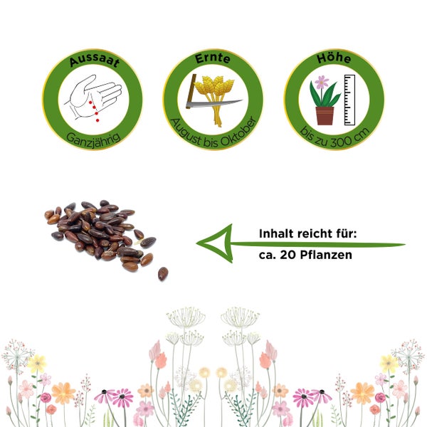 Saatgut-Infos: Aussaat ganzjährig, Ernte August bis Oktober, Höhe bis 300 Zentimeter, Inhalt für circa 20 Pflanzen.