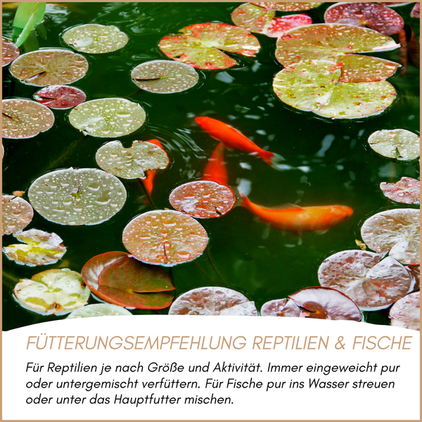 Fütterungsempfehlung für Reptilien und Fische als Text auf einem Hintergrund mit Koi Fischen und Seerosenblättern in einem Gartenteich.