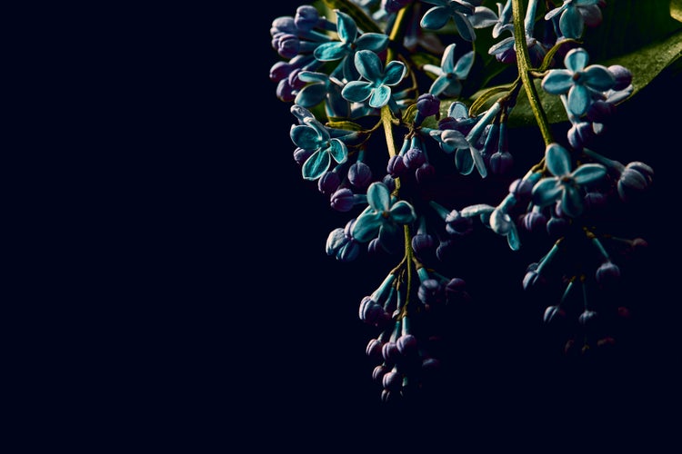 Nahaufnahme eines Fliederzweiges mit blühenden Blüten und geschlossenen Knospen vor dunklem Hintergrund.