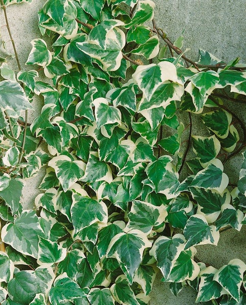 Hedera algeriensis 'Gloire de Marengo', Efeu, grün-weiß, 60–100 cm