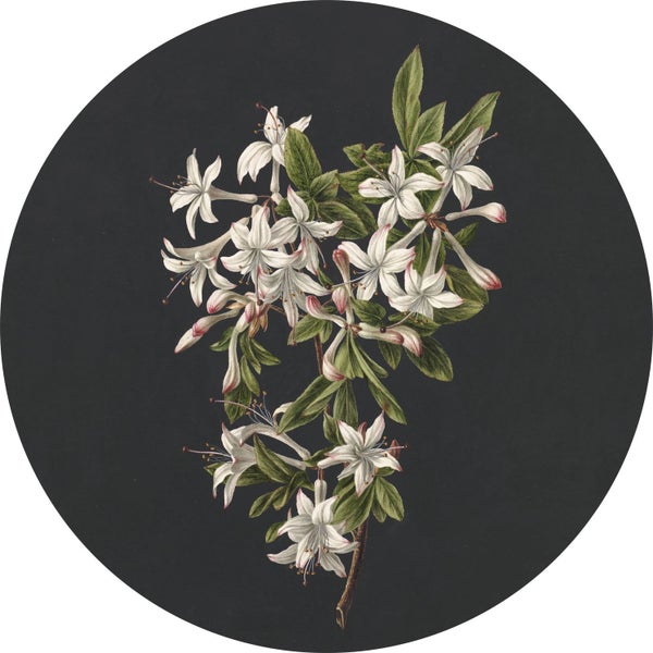 Illustration einer blühenden Azalee auf dunklem Hintergrund