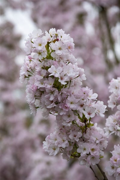 Prunus serrulata 'Amanogawa', Japanische Säulenkirsche, rosa, 100–150 cm