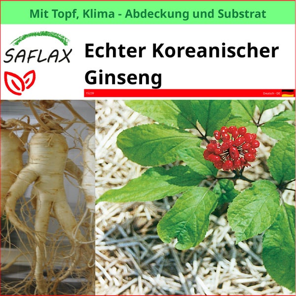 Echter koreanischer Ginseng im Topf mit Klimaabdeckung und Substrat