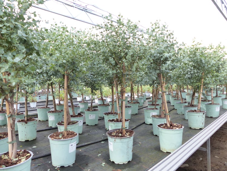 Eucalyptus Gunni Stamm Eukalyptusbaum, 70 - 90 cm, Pflanze winterhart