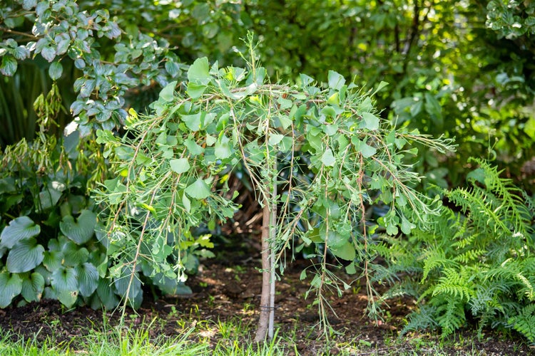 Ginkgo biloba 'Tubifolia', Fächerblattbaum, 40–60 cm