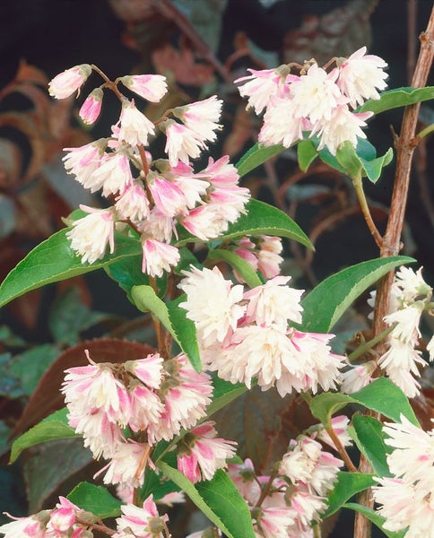 Deutzia scabra 'Codsall Pink', Maiblumenstrauch, rosa, 40–60 cm