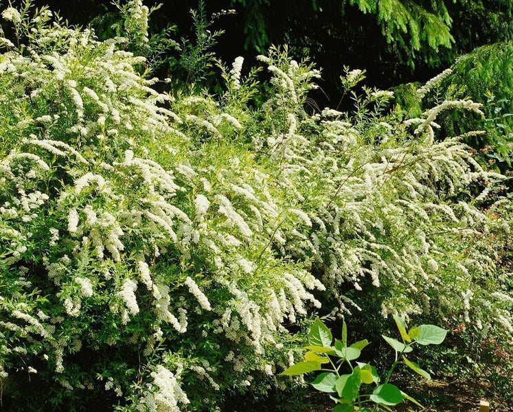 Spiraea cinerea 'Grefsheim', Aschgraue Spiere, weiß, 80–100 cm
