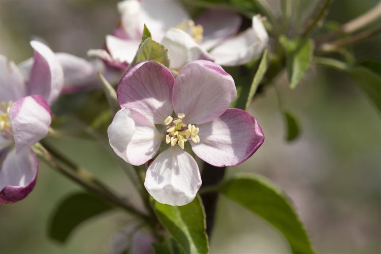 Malus 'Ingrid Marie', Apfelbaum, 150–200 cm