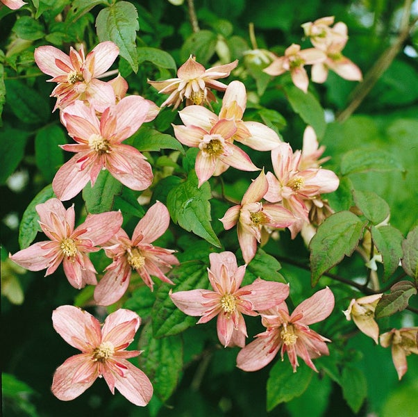 Clematis montana 'Marjorie', Berg-Waldrebe, rosa, 40–60 cm