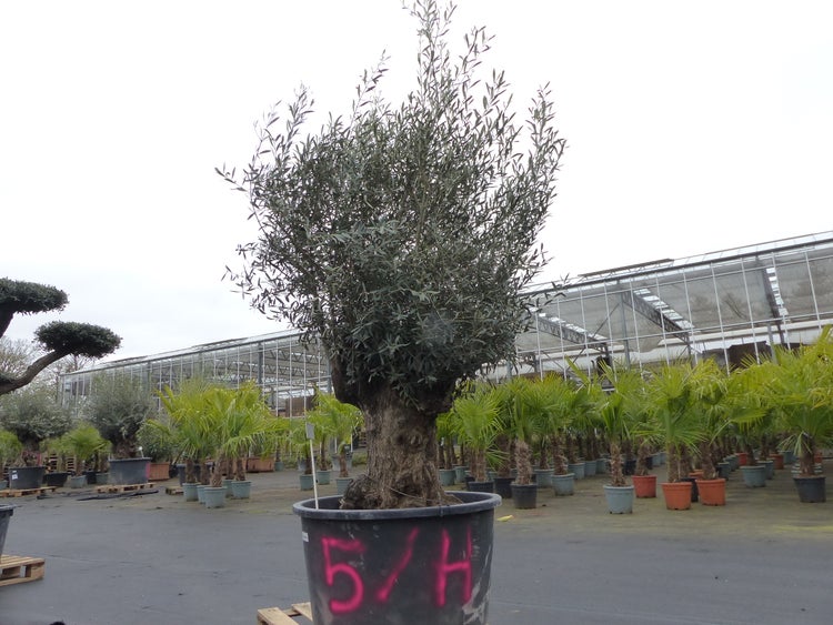 genau diesen Baum Nr. 5/H, 250 cm, Olivenbaum, knorrige alte urige Olive winterhart