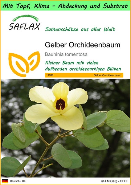 SAFLAX Garden to go - Gelber Orchideenbaum - Bauhinia tomentosa - 30 Samen - Mit Topf, Klima - Deckel und Anzuchtsubstrat
