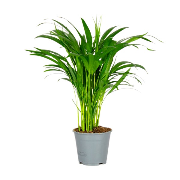 Dypsis Lutescens - Goldpalme - Zimmerpflanze - Pflegefreundlich – ⌀14 cm - ↕40-50 cm