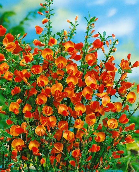 Cytisus scoparius 'Lena', Besenginster, gelb-orange, 30–40 cm