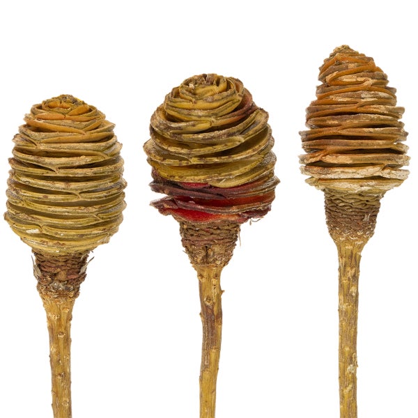 Drei getrocknete Banksia-Zapfen am Stiel für floristische Dekorationen.