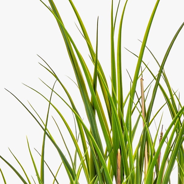 Detailaufnahme von grünem Ziergras mit langen, schmalen Halmen.