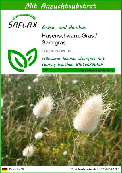 SAFLAX  - Hasenschwanz-Gras / Samtgras - Lagurus ovatus - 100 Samen - Mit keimfreiem Anzuchtsubstrat