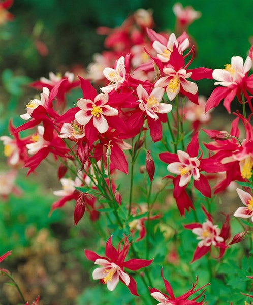 Aquilegia caerulea 'Red Hobbit', Akelei, rot, ca. 9x9 cm Topf